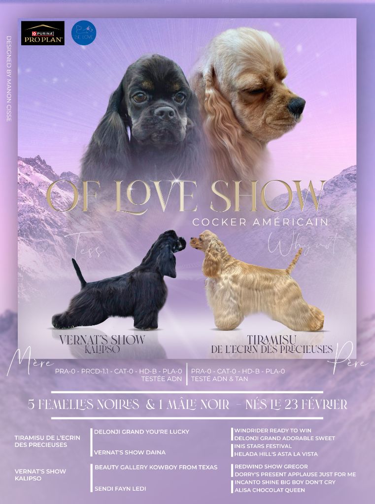 chiot American Cocker Spaniel Of Love Show