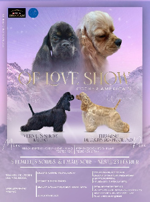 Of Love Show - American Cocker Spaniel - Portée née le 22/02/2024