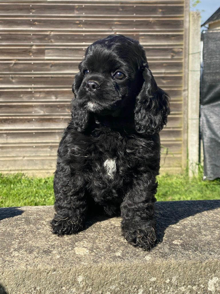 Of Love Show - Chiot disponible  - American Cocker Spaniel