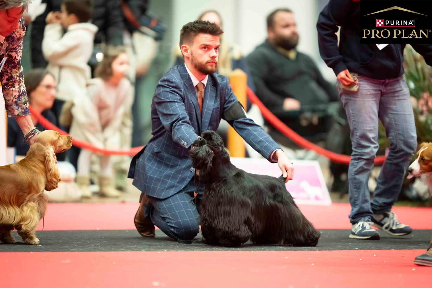 🏆 Excellente nouvelle pour l élevage