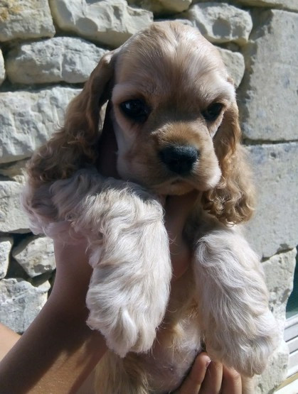 Nouvelle arrivée à l élevage coup de c ur