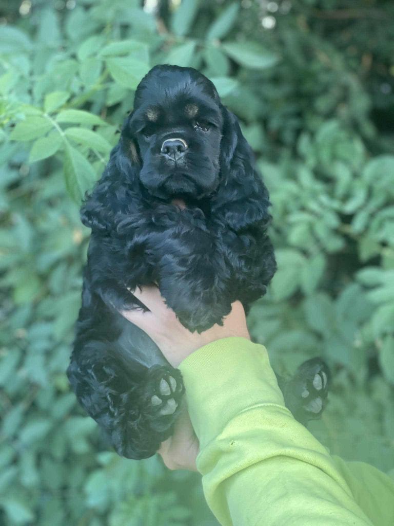 Of Love Show - Chiots disponibles - American Cocker Spaniel