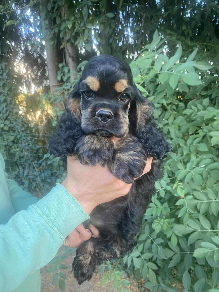 Of Love Show - Chiots disponibles - American Cocker Spaniel