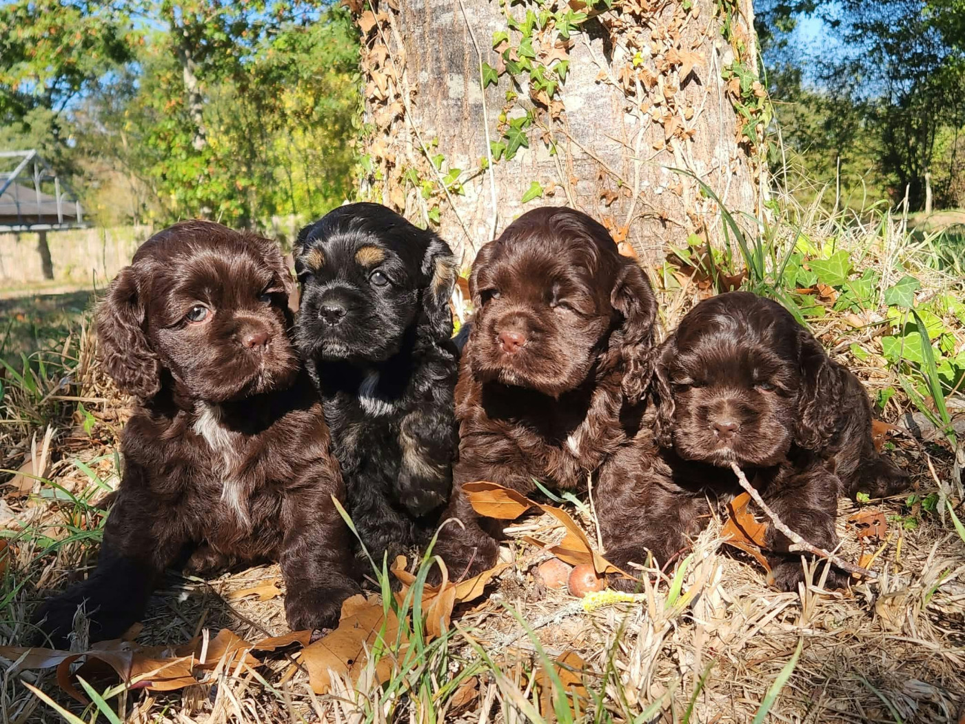 Of Love Show - American Cocker Spaniel - Portée née le 28/08/2026