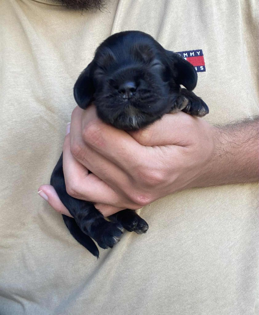 Of Love Show - Chiots disponibles - American Cocker Spaniel