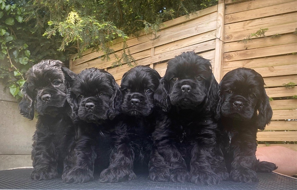 Chiot American Cocker Spaniel Of Love Show