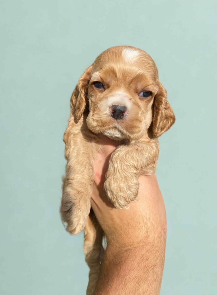 Of Love Show - Chiots disponibles - American Cocker Spaniel