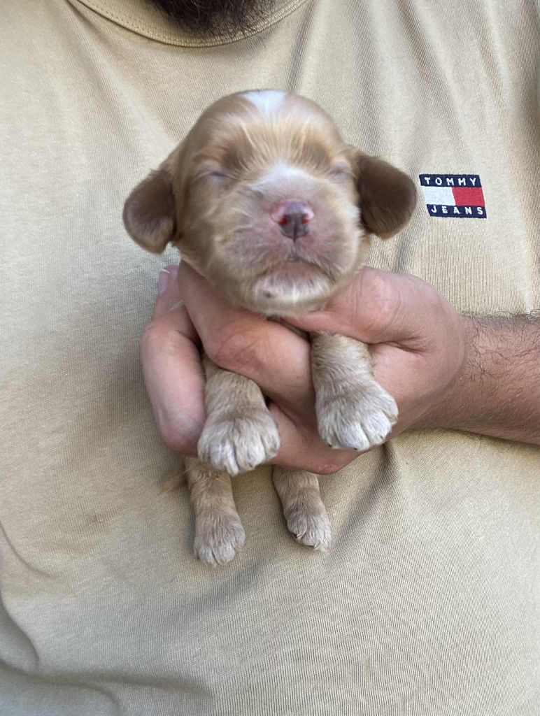 Of Love Show - Chiots disponibles - American Cocker Spaniel