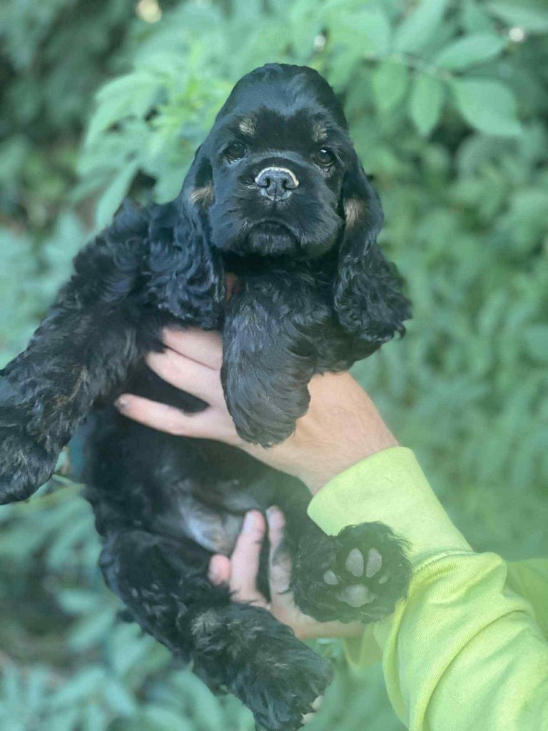 Of Love Show - Chiots disponibles - American Cocker Spaniel