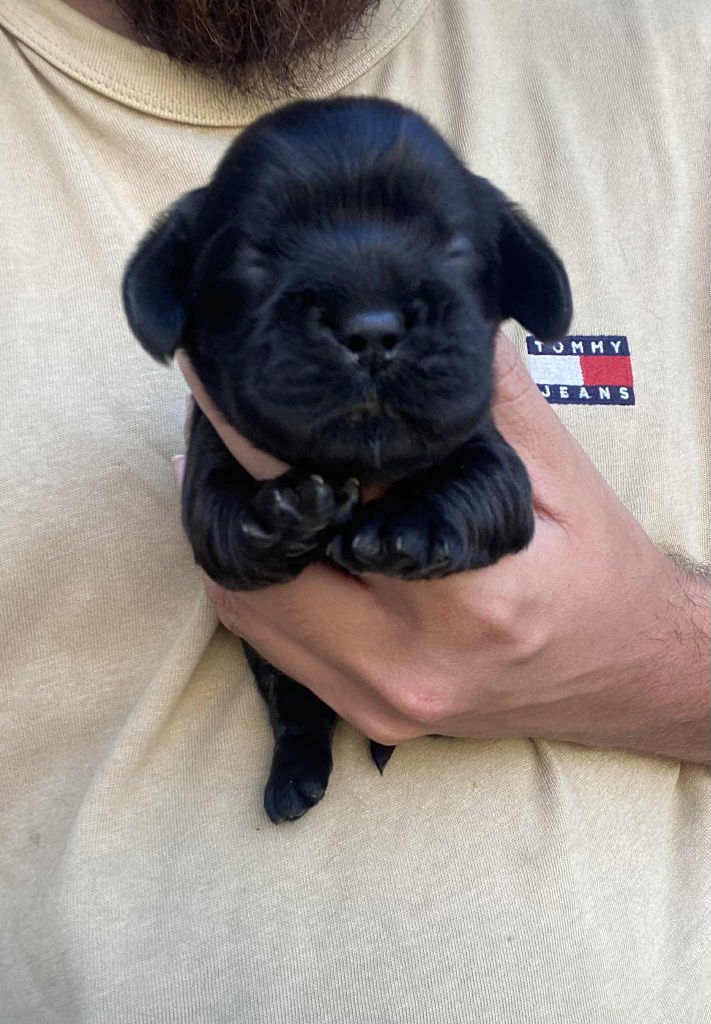 Of Love Show - Chiots disponibles - American Cocker Spaniel