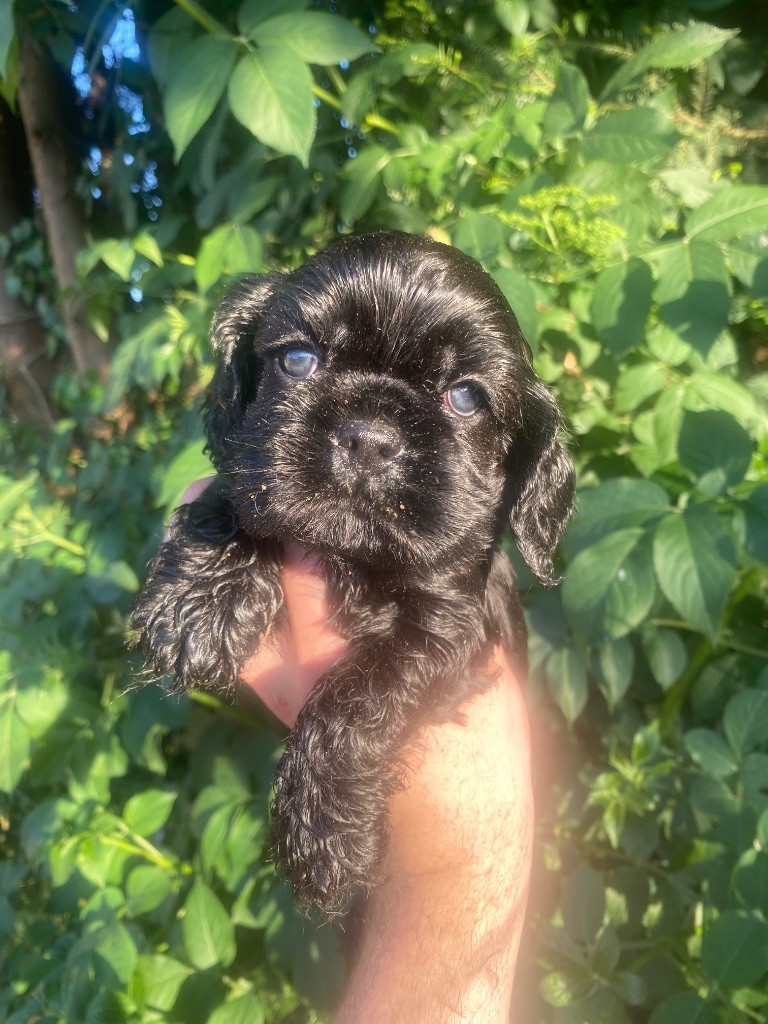 Of Love Show - Chiots disponibles - American Cocker Spaniel