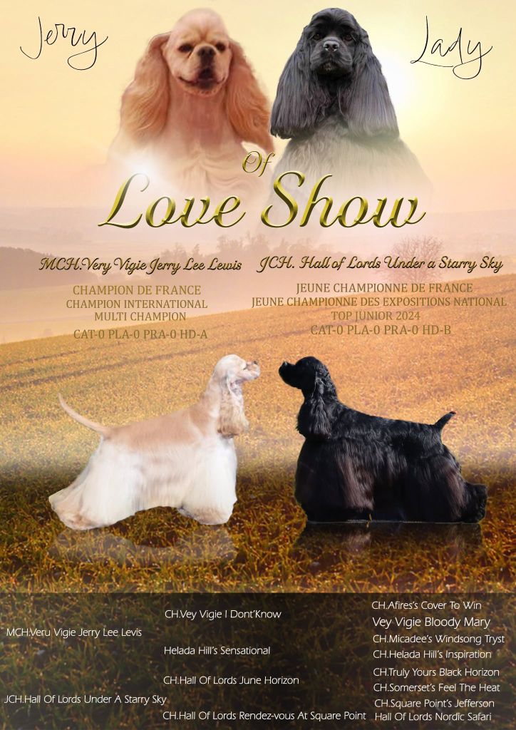 Of Love Show - American Cocker Spaniel - Portée née le 01/06/2025